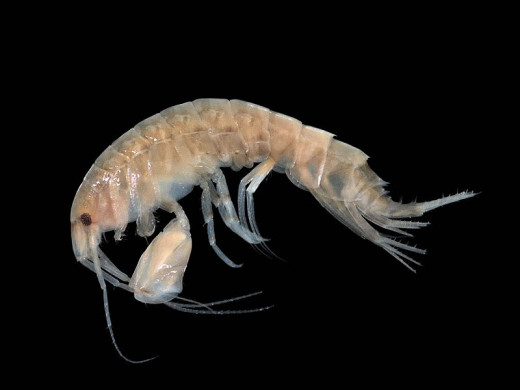 Amphipod