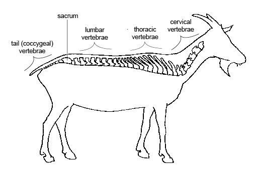Goats have vertebra.