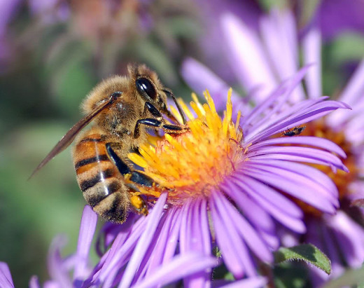 A bee has an exoskeleton