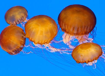 Sea Nettles