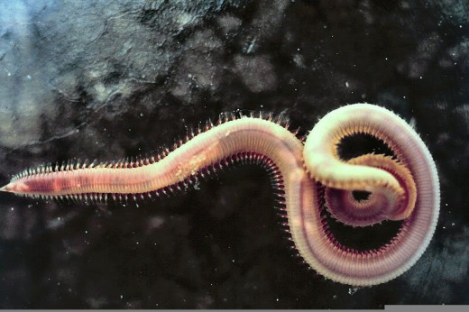 Bloodworm
