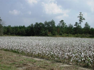 Cotton is one of South Carolina's key crops.