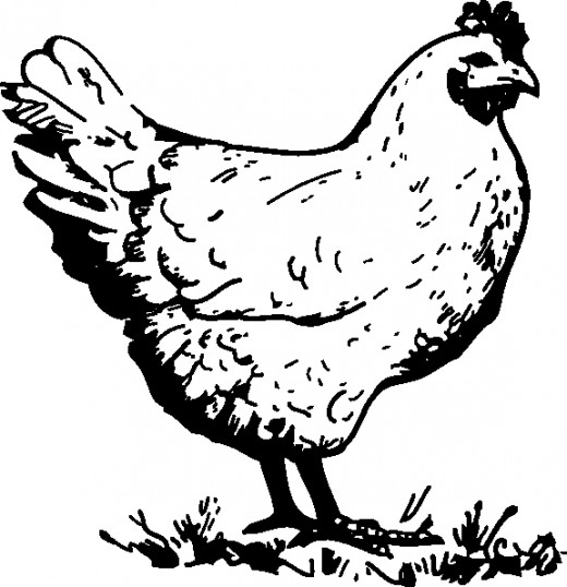 Free Chicken Coloring Pages
