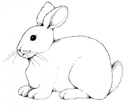 Free Easter Bunny Coloring Pages and Sheets