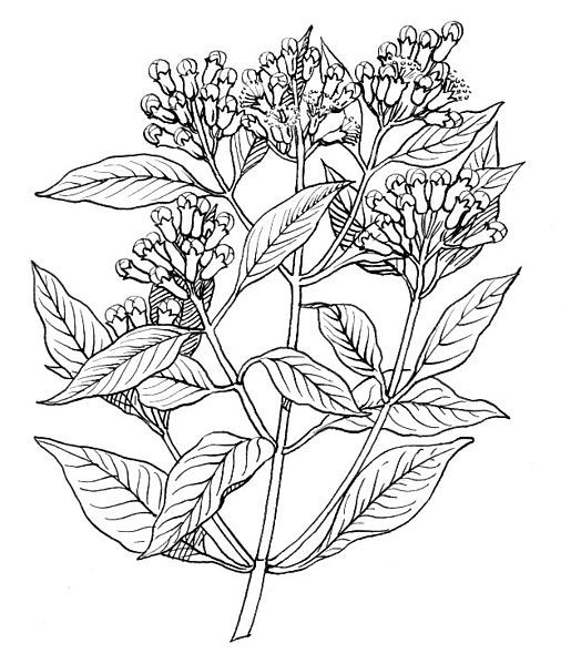 Free Coloring Pages for Women | HubPages