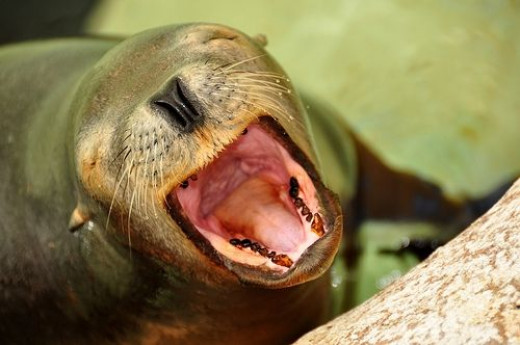 The Endangered Sea Lion: Facts for Kids