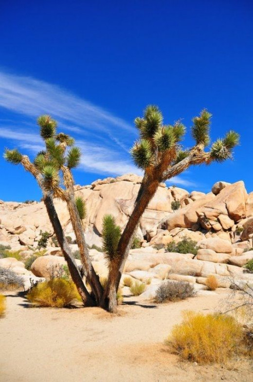Joshua Tree National Park