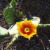 Yellow Cactus Flower Yellow Cactus Flower