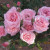 Queen Elizabeth Tea Rose Queen Elizabeth Tea Rose