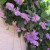 Snail Vine Snail Vine