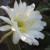 White Cactus Flower White Cactus Flower