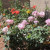 Rose Garden Rose Garden