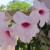 Bower Vine - Hummers Favorite Bower Vine - Hummers Favorite