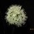 Onion Flower at Night Onion Flower at Night