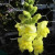 SnapDragons SnapDragons