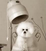 Pet Hair Dryer