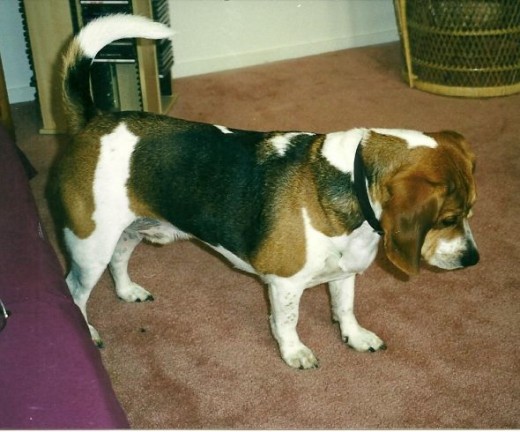 Tri Colored Beagle Named Sammy