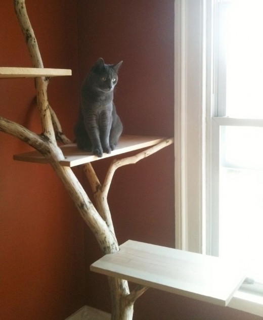 Ultimate Cat Condo