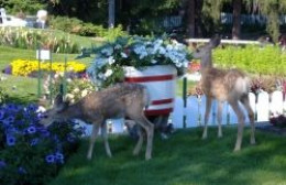 How To Deer Proof Your Garden