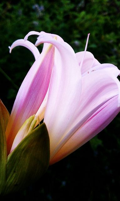Naked lady or amaryllis flower August 2011