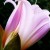 Naked lady or amaryllis flower August 2011