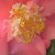 Pink camellia flowerMay 2012