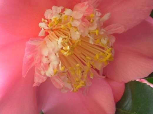 Pink camellia flowerMay 2012