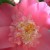Pink camellia flowerMay 2012
