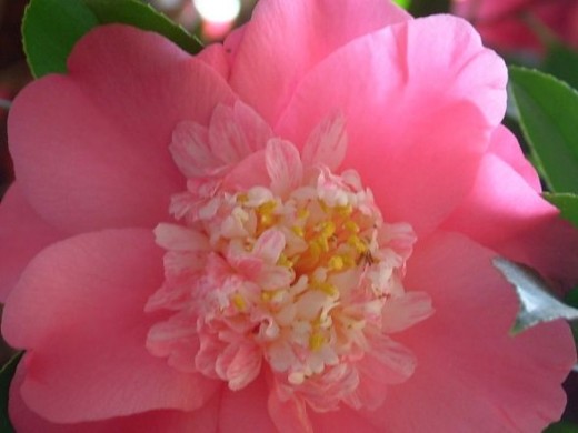 Pink camellia flowerMay 2012