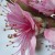Cocktail tree flowers (peach/apricot)April 2012