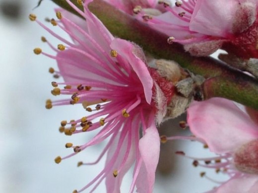 Cocktail tree flowers (peach/apricot)April 2012