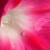 Morning glory close-upMarch 2012