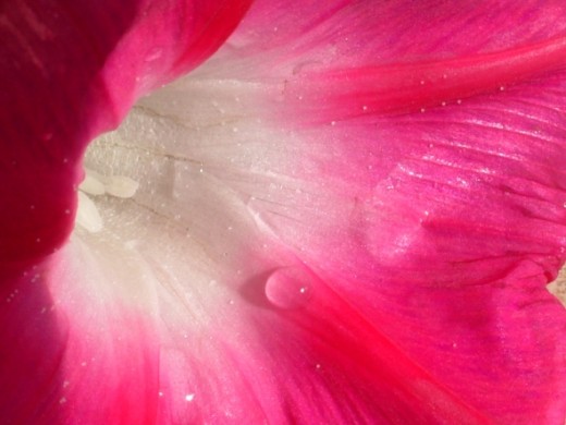 Morning glory close-upMarch 2012