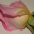 Pink and yellow roseMarch 2012