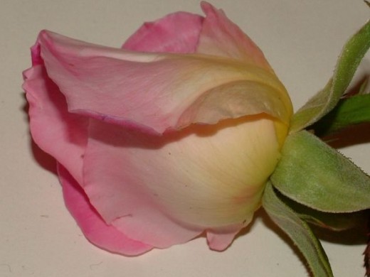 Pink and yellow roseMarch 2012