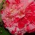 Variegated rose May 2012