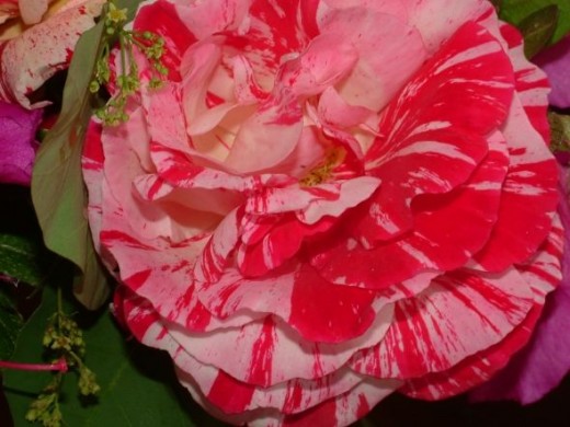 Variegated rose May 2012