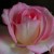 Pink roseMarch 2012