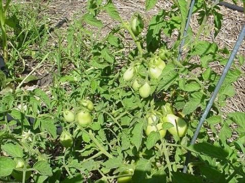 Tomatoes growing in the garden.