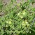 Tomatoes growing in the garden. Tomatoes growing in the garden.