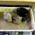 Happy quails in the sandbox, they love playing in the sand and cleaning their feather while making gentle low noises like crrrrrr crrrrrr -- I add some wood shavings in Wintertime -- to keep the sand dry. I have sand on the beach around but those who Happy quails in the sandbox, they love playing in the sand and cleaning their feather while making gentle low noises like crrrrrr crrrrrr -- I add some wood shavings in Wintertime -- to keep the sand dry. I have sand on the beach around but those who