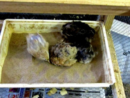 Grow your own quails -- they help healing osteoporosis, allergies
