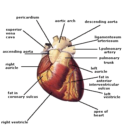 the anatomy and physiology of the heart