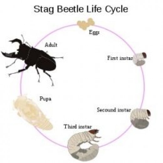 Beetles for kids | hubpages