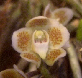 One of our miniature orchids