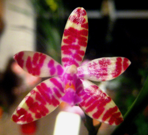 Mini Mark Holmes species orchid