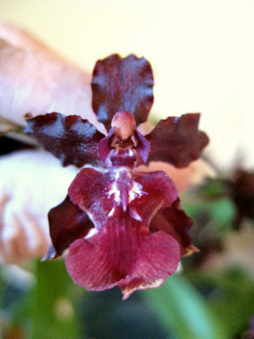 He is "Darth Vader" in orchid disguise, to me...