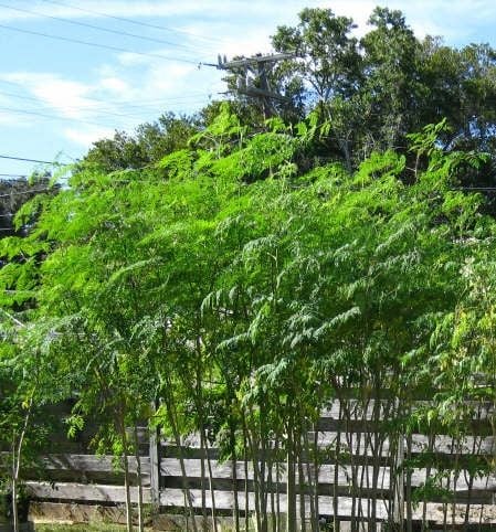 Good pruned height for Moringa trees. This height, about 6 feet to 8 feet maximum, makes it easy to harvest all of its bounty.