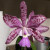 I would swear, if I did, that this half-clown, half-elegant Orchid is really mixed-up!