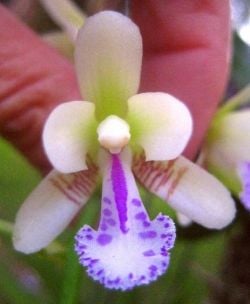 Don't you love the colors on this little clown orchid?